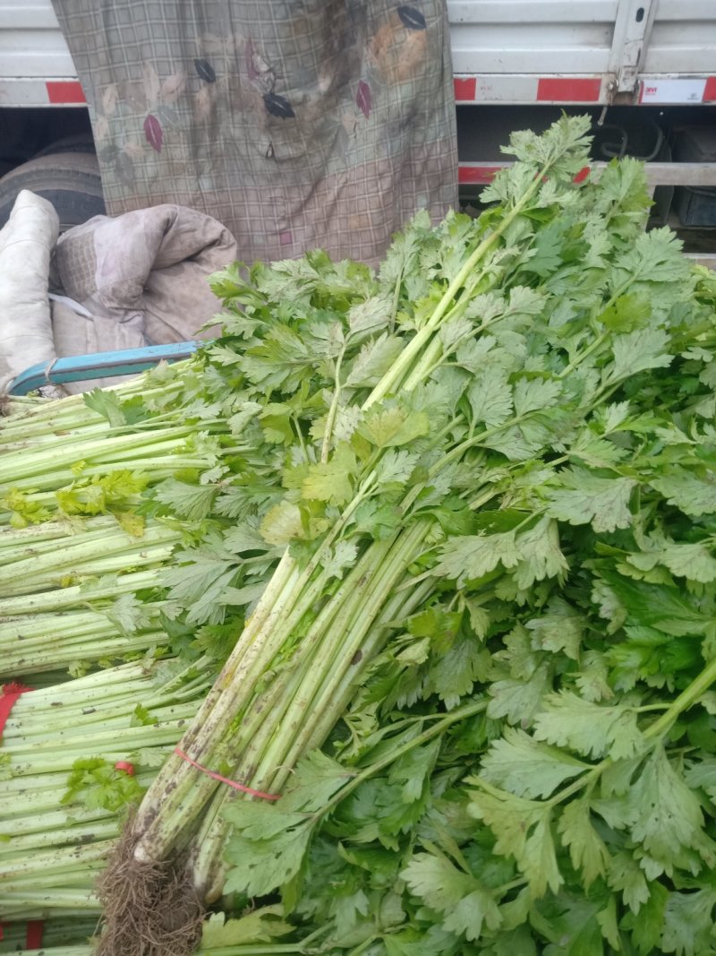 芹菜精品、超市**、产地直供、一手货源、量大从优
