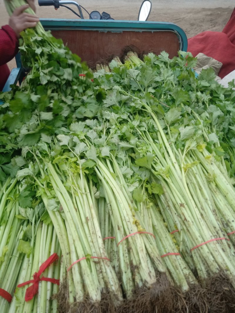 芹菜精品、超市**、产地直供、一手货源、量大从优
