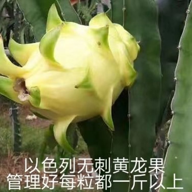北方火龙果苗大量，无刺黄龙火龙果苗出售品种纯正