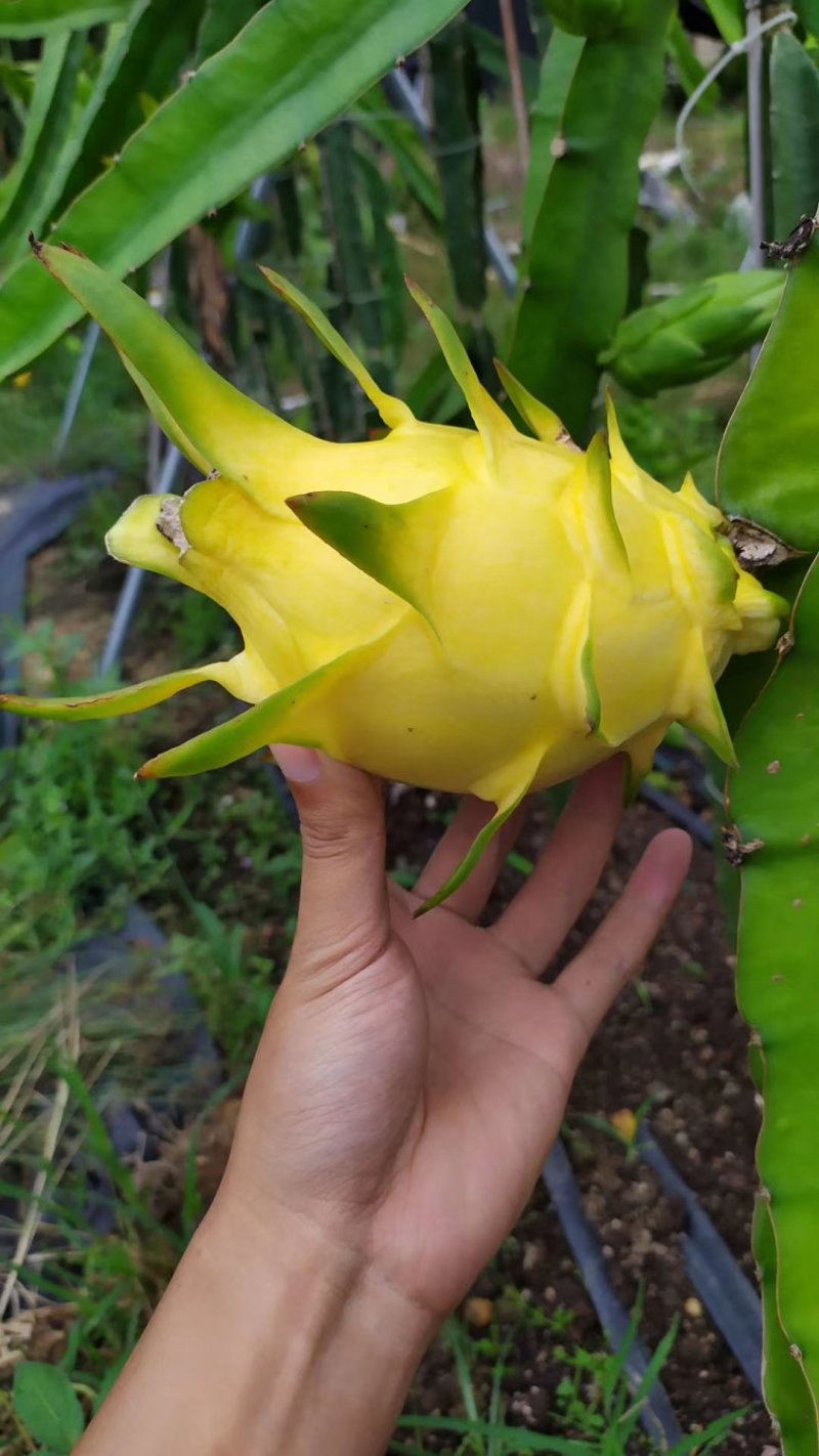 北方火龙果苗大量，无刺黄龙火龙果苗出售品种纯正