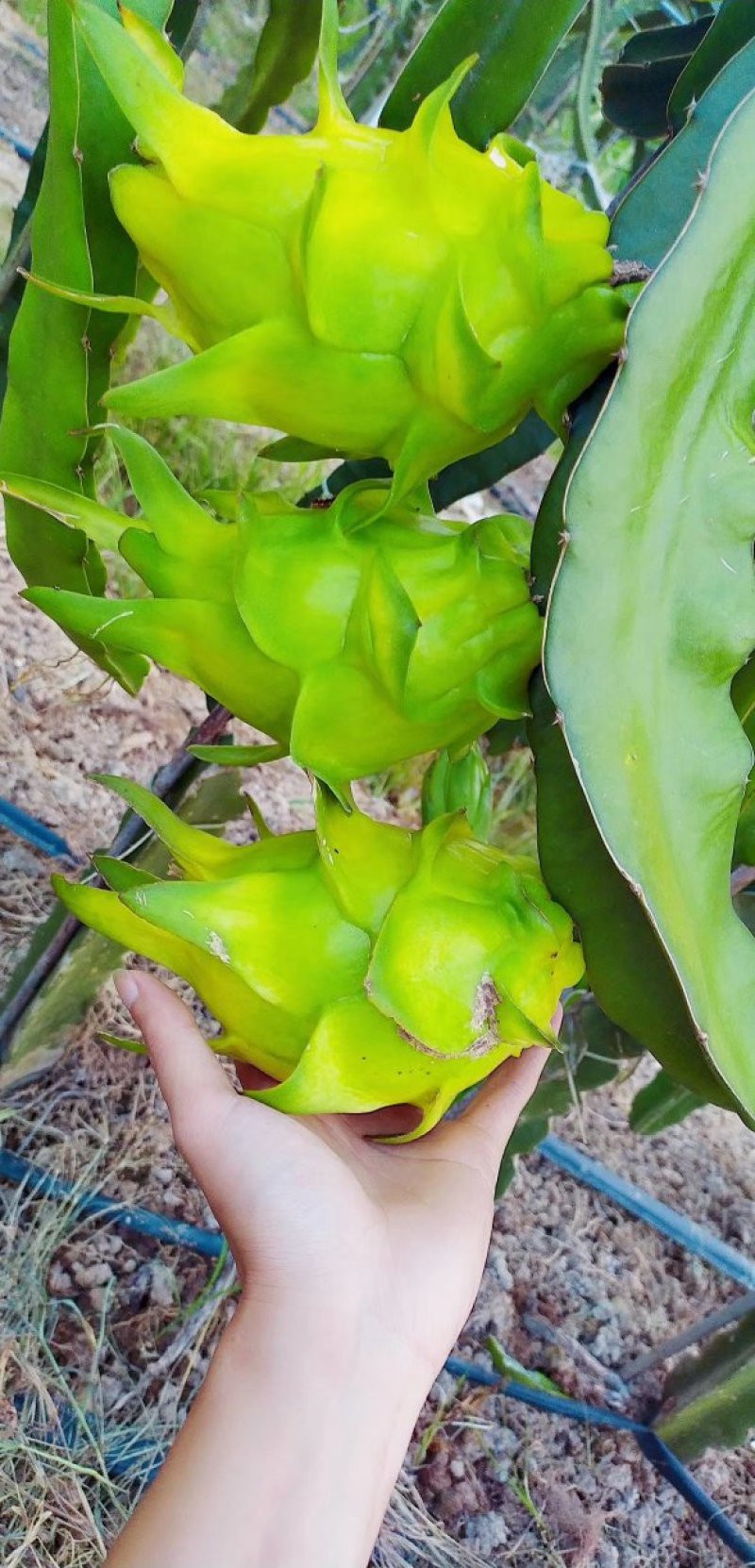 北方火龙果苗大量，无刺黄龙火龙果苗出售品种纯正
