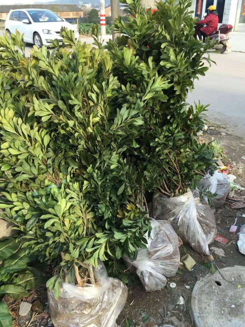 正宗嫁接杨梅树苗一年苗·全国台州黄岩杨梅发愿地一千多年