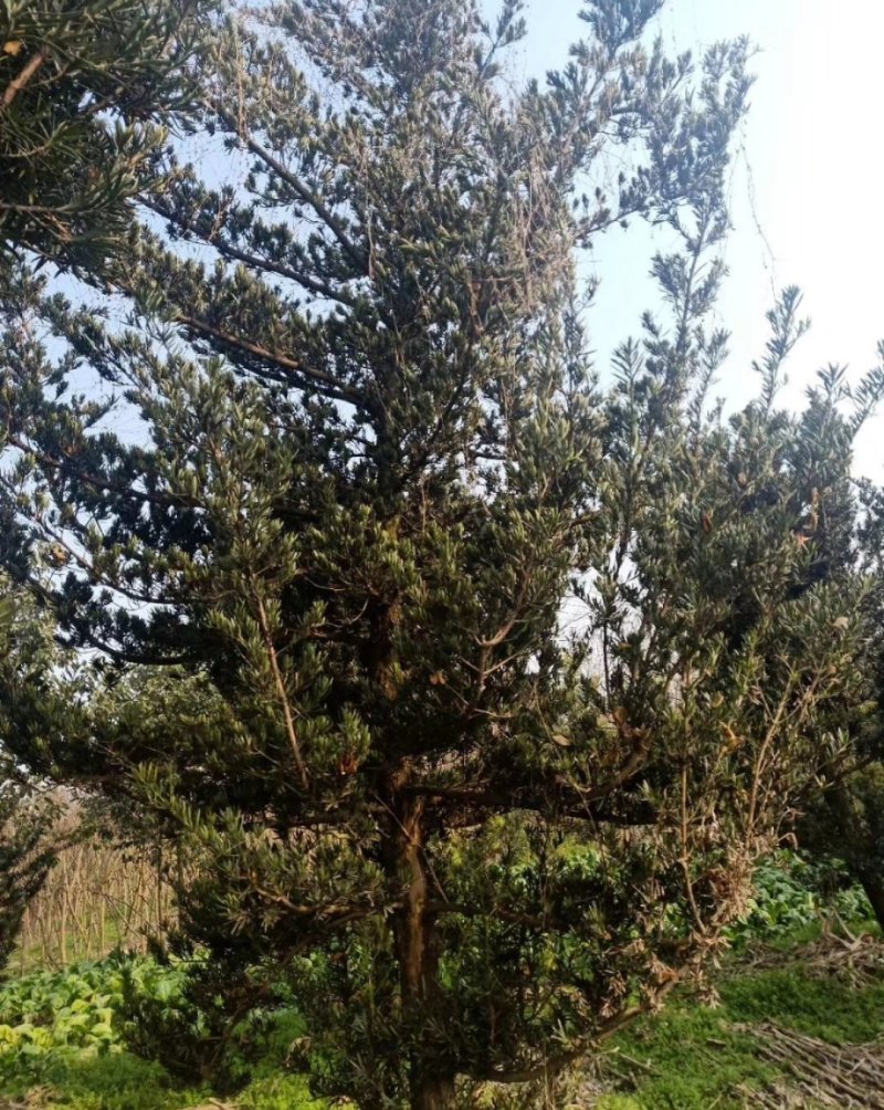 罗汉松，金钱松，四川罗汉松基地出售，成都罗汉松批发价格