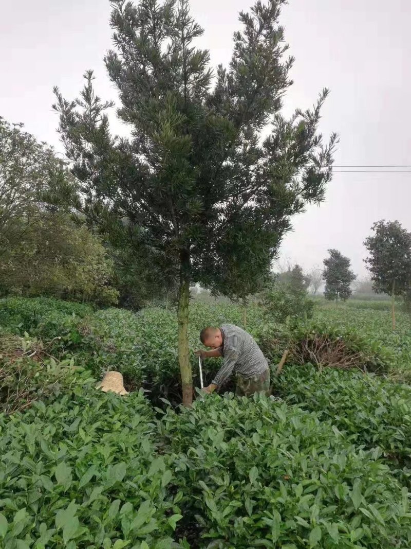 罗汉松，金钱松，四川罗汉松基地出售，成都罗汉松批发价格