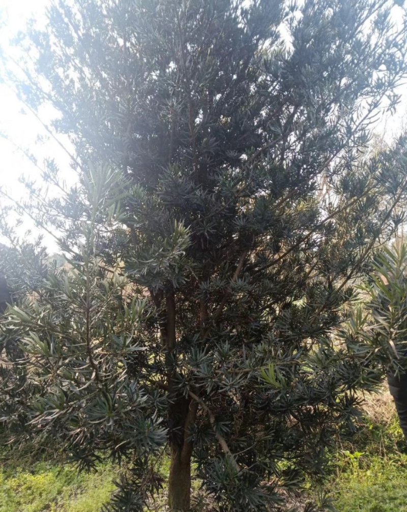 罗汉松，金钱松，四川罗汉松基地出售，成都罗汉松批发价格