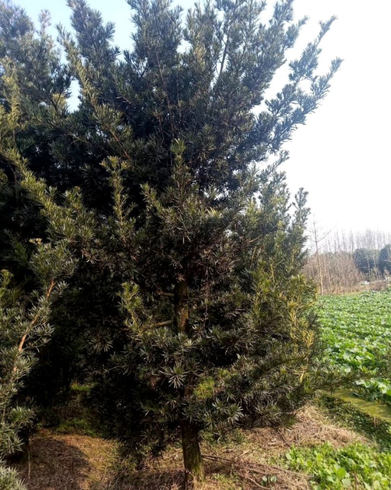 罗汉松，金钱松，四川罗汉松基地出售，成都罗汉松批发价格