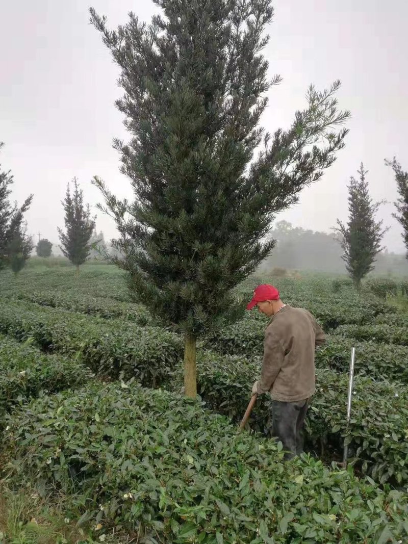 罗汉松，金钱松，四川罗汉松基地出售，成都罗汉松批发价格