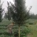罗汉松,金钱松,四川罗汉松基地出售,成都罗汉松批发价格