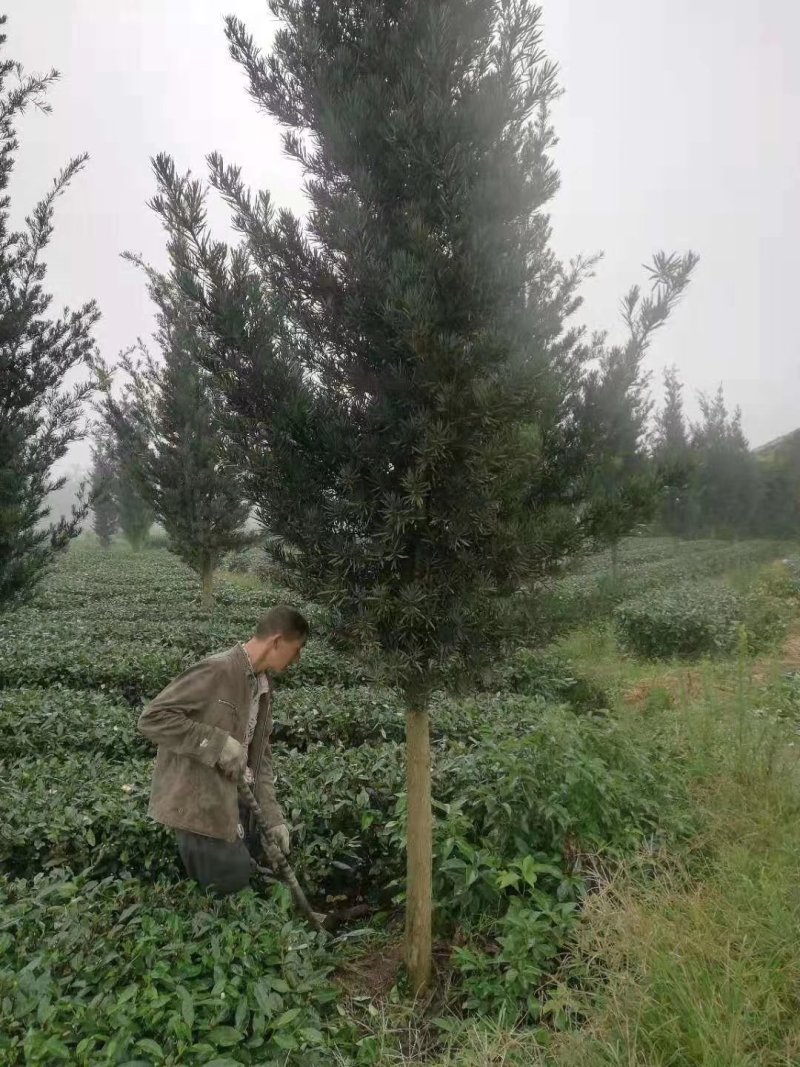 罗汉松，金钱松，四川罗汉松基地出售，成都罗汉松批发价格