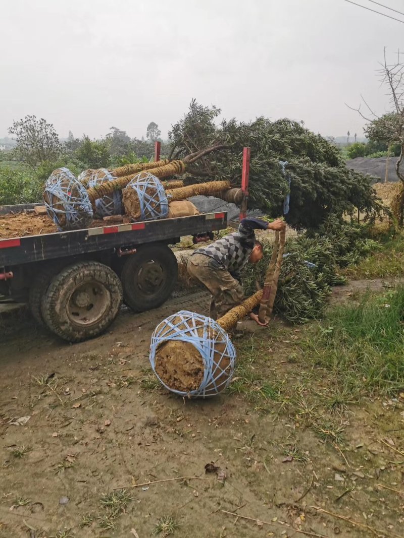 罗汉松，金钱松，四川罗汉松基地出售，成都罗汉松批发价格