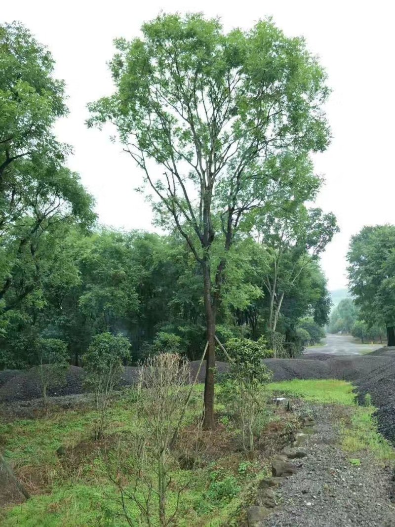 黄连木，楷木树，四川黄连木基地出售，成都黄连木批发价格