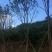 黄连木,楷木树,四川黄连木基地出售,成都黄连木批发价格