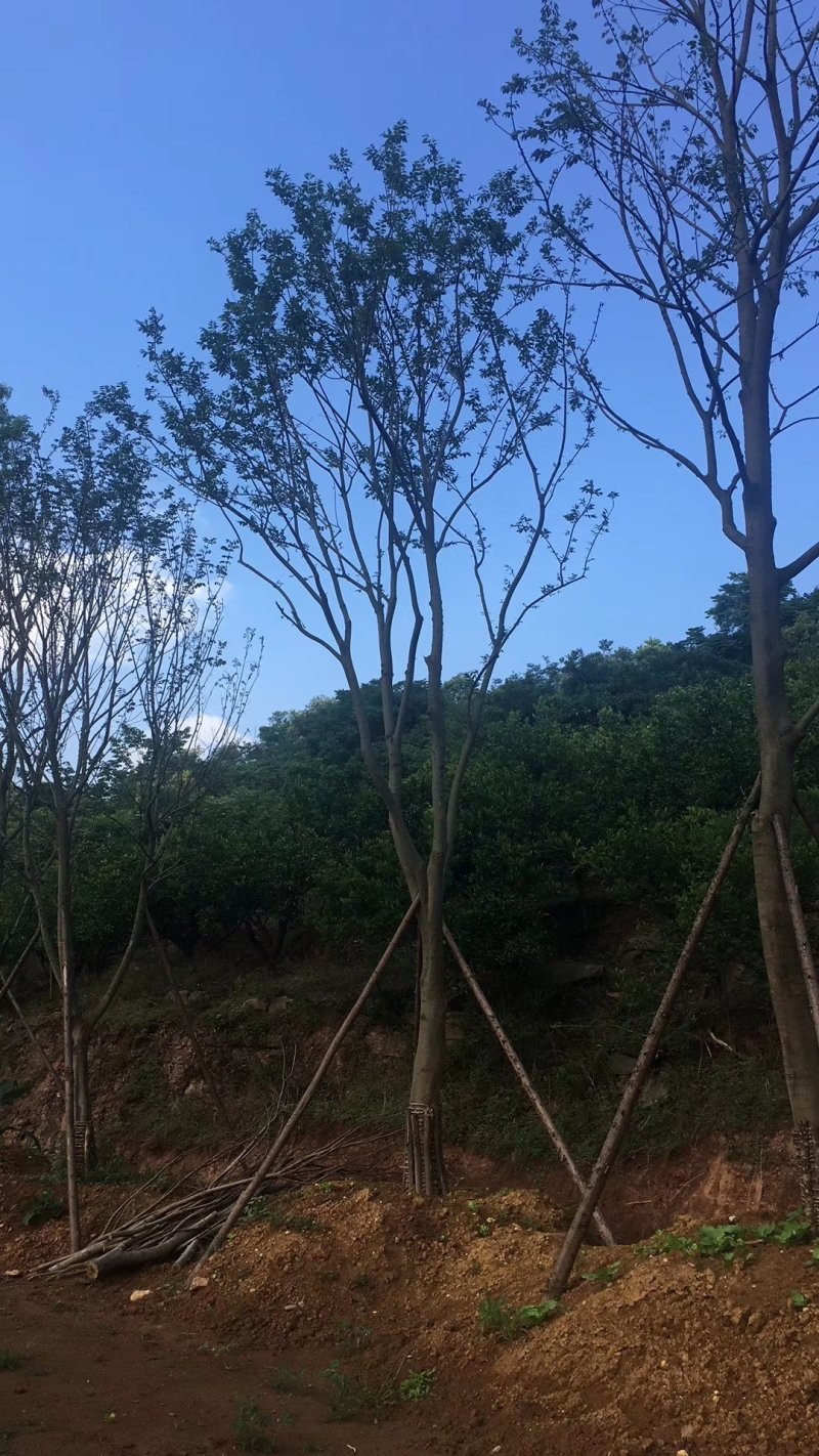 黄连木，楷木树，四川黄连木基地出售，成都黄连木批发价格