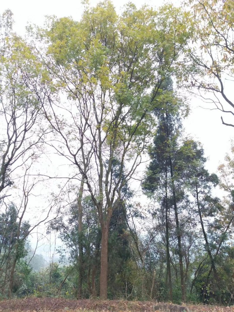 黄连木，楷木树，四川黄连木基地出售，成都黄连木批发价格