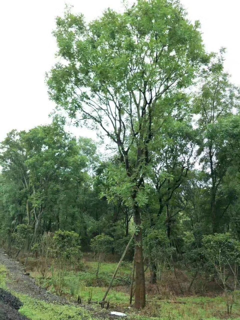 黄连木，楷木树，四川黄连木基地出售，成都黄连木批发价格