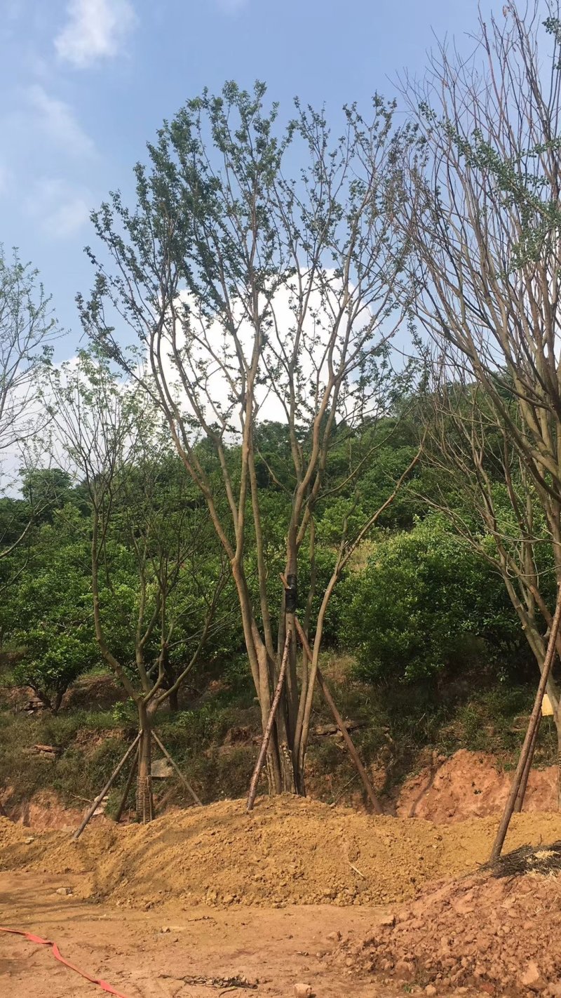 黄连木，楷木树，四川黄连木基地出售，成都黄连木批发价格