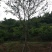 黄连木,楷木树,四川黄连木基地出售,成都黄连木批发价格