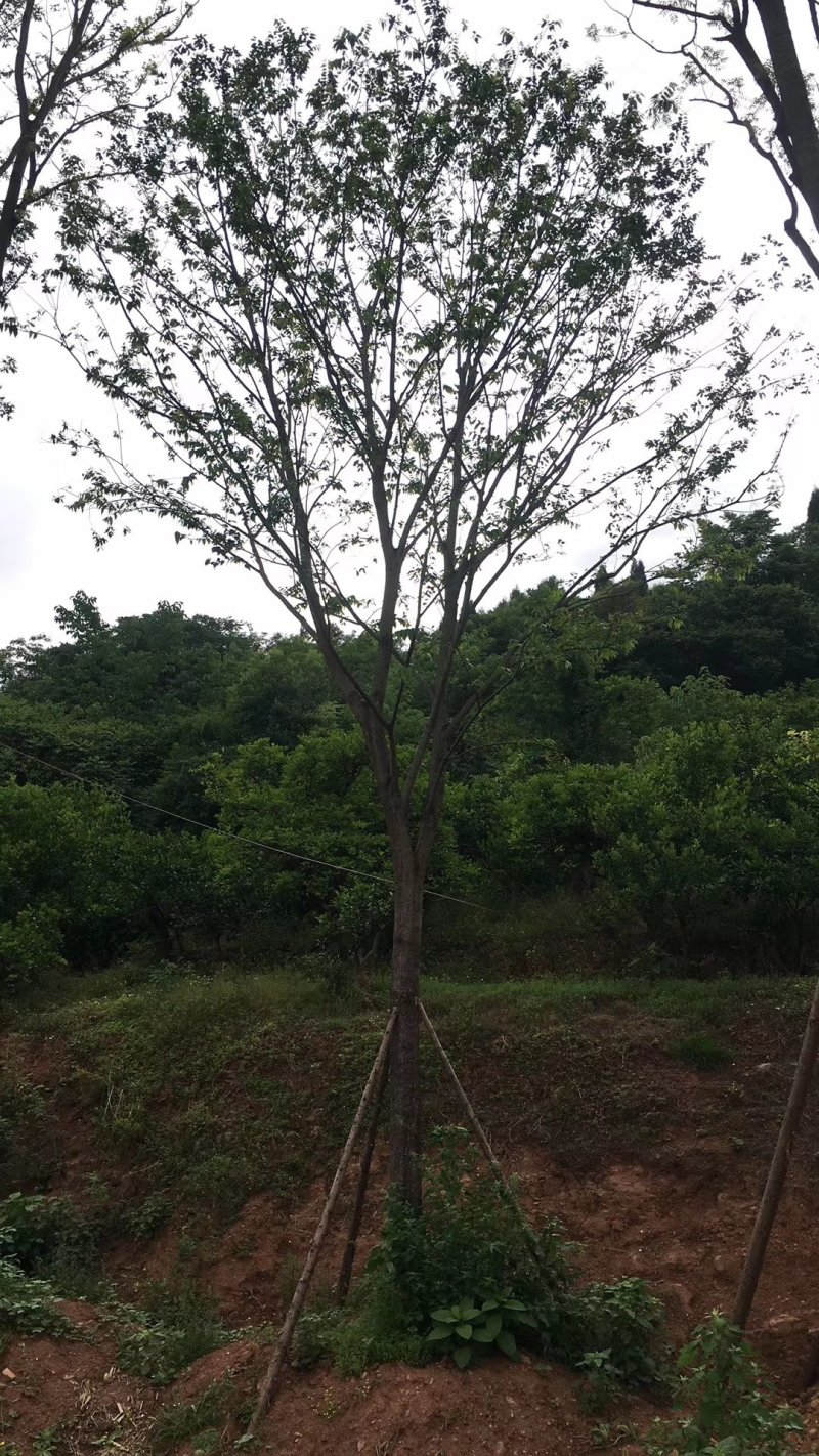 黄连木，楷木树，四川黄连木基地出售，成都黄连木批发价格