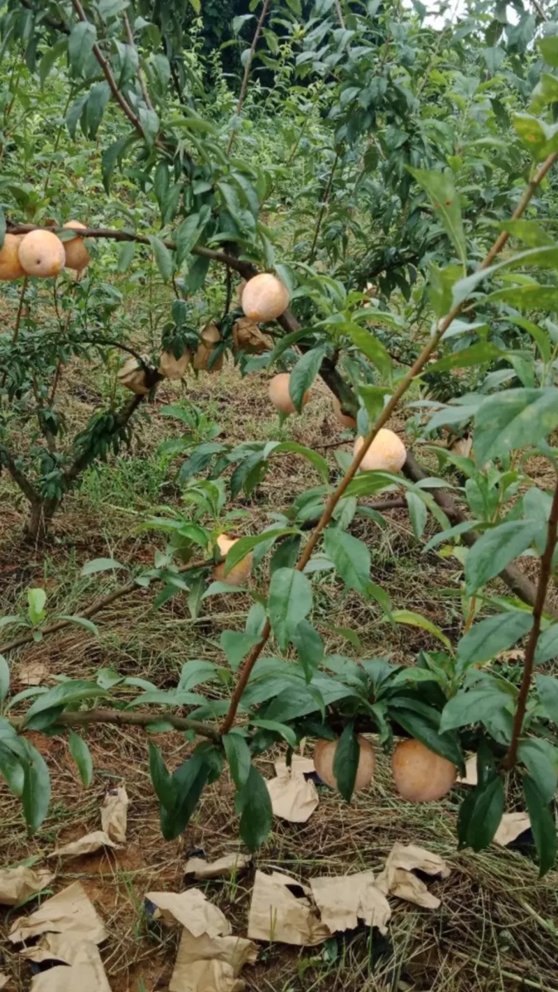 嫁接黄金季了树苗二年苗愿产地美国