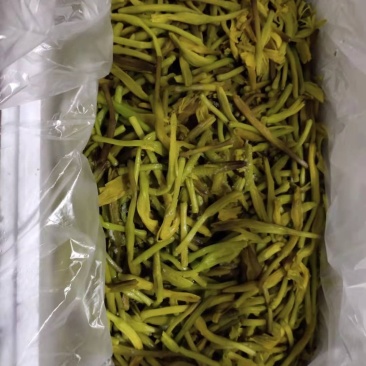 黄花菜