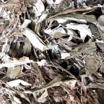 白眉草【包邮】三斤起发货可批量可零售量大从优