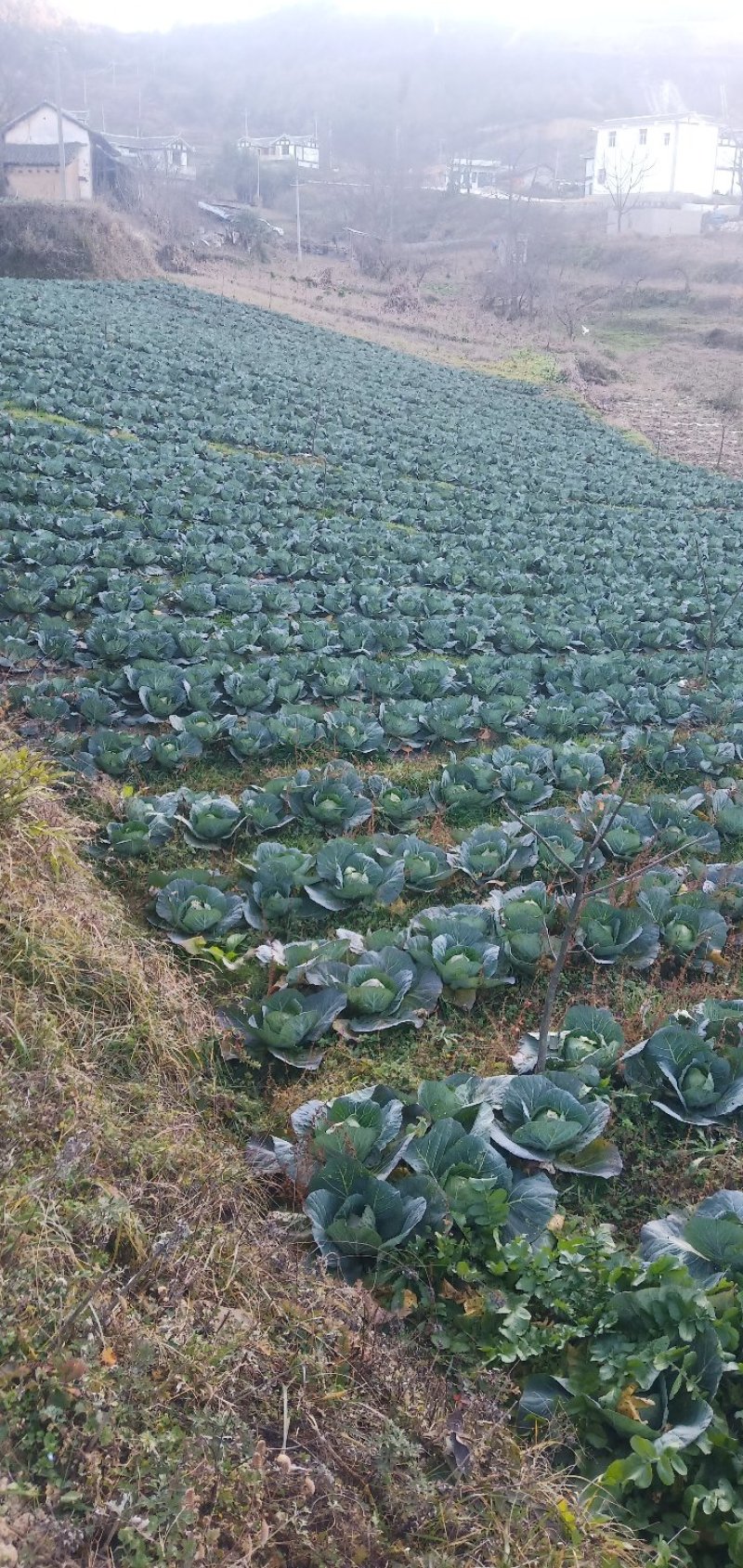 威宁冬菜露天山地京丰一号，口感十足。圆包，尖包糸列。