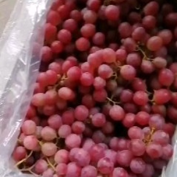 红提葡萄，质量好，粒大，好运输，产地直销，货源充足，，，