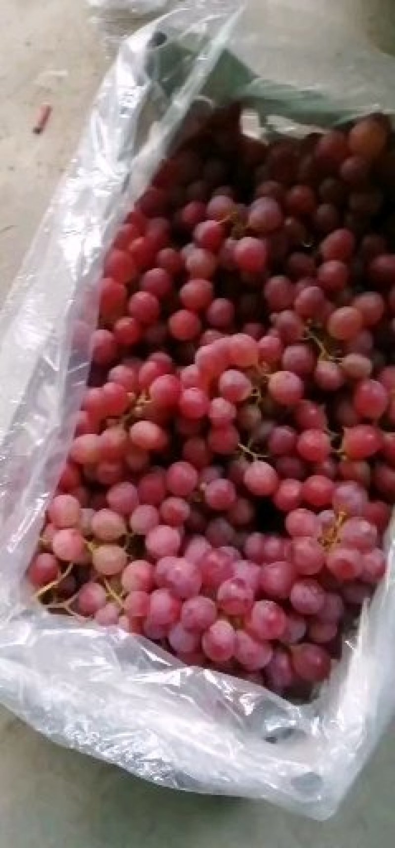 红提葡萄，质量好，粒大，好运输，产地直销，货源充足，，，