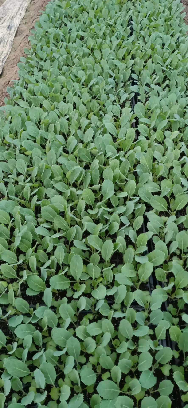 松花菜苗优质种苗精心培育成活率高的