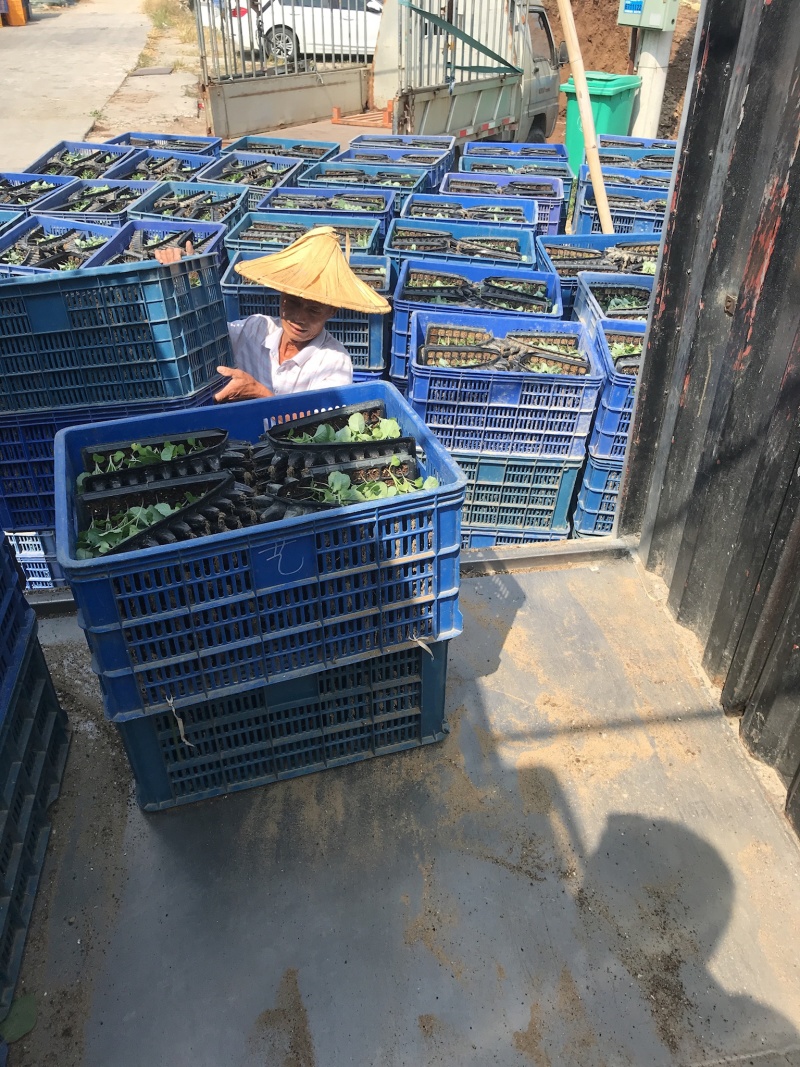 松花菜苗优质种苗精心培育成活率高的