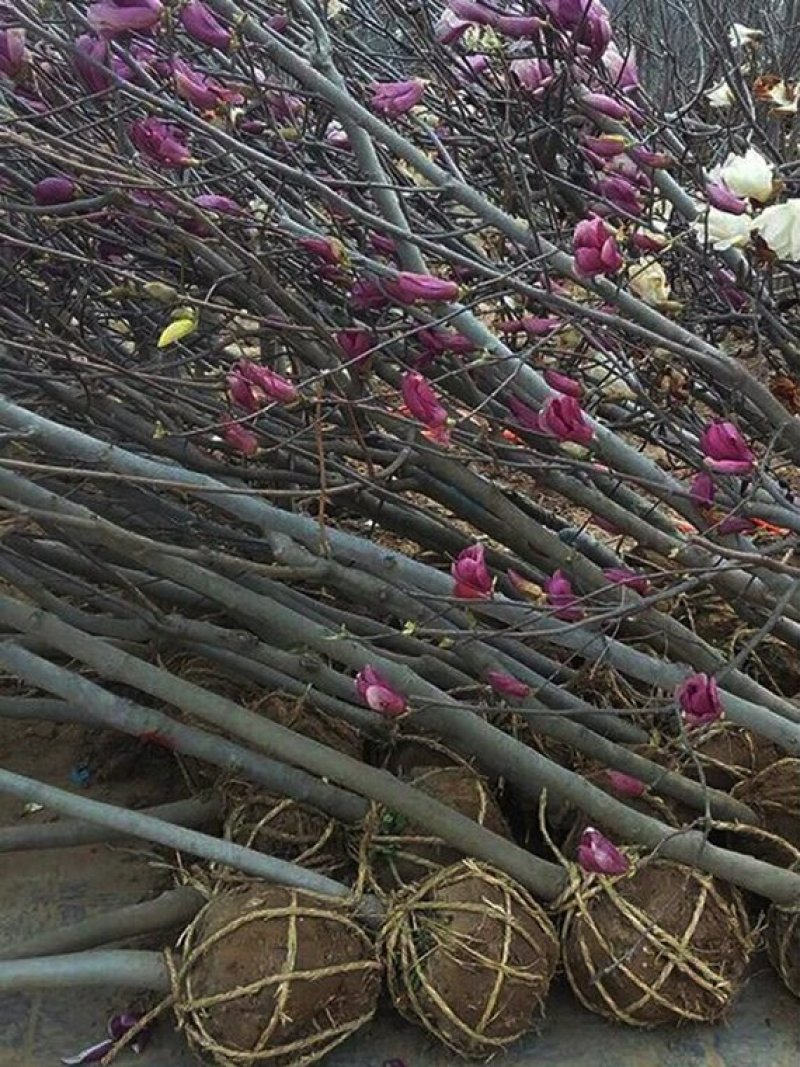 玉兰树苗紫玉兰苗带花苞庭院绿化广玉兰树苗黄玉兰白玉兰花苗