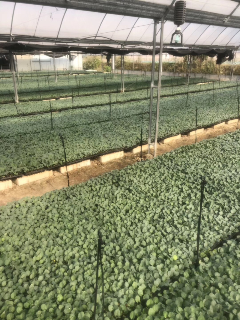 西兰花苗，包邮优质种苗精心培育货源充足