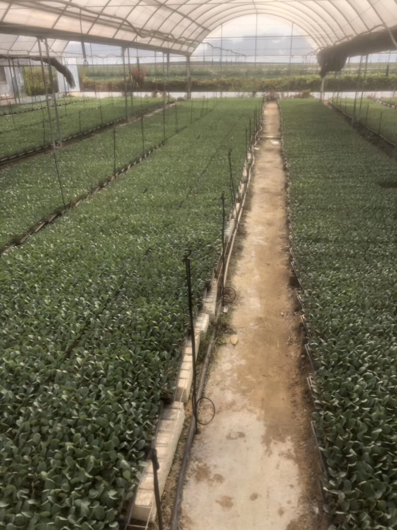 西兰花苗，包邮优质种苗精心培育货源充足
