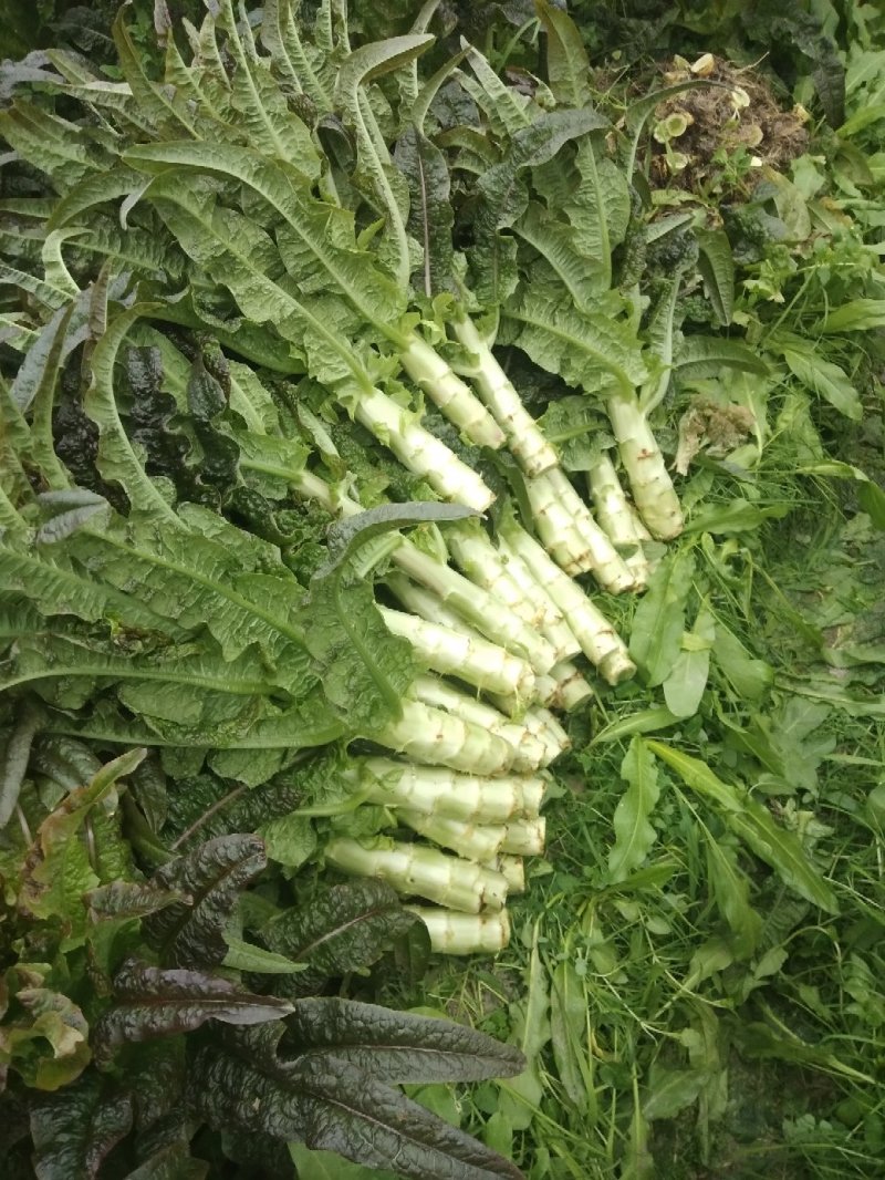 红莴笋红莴笋红莴笋红莴笋