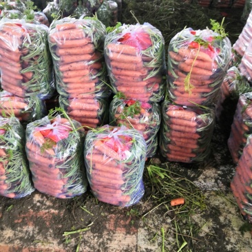 红萝卜，广东包北京包红萝卜，品质保证价格实惠量大从优
