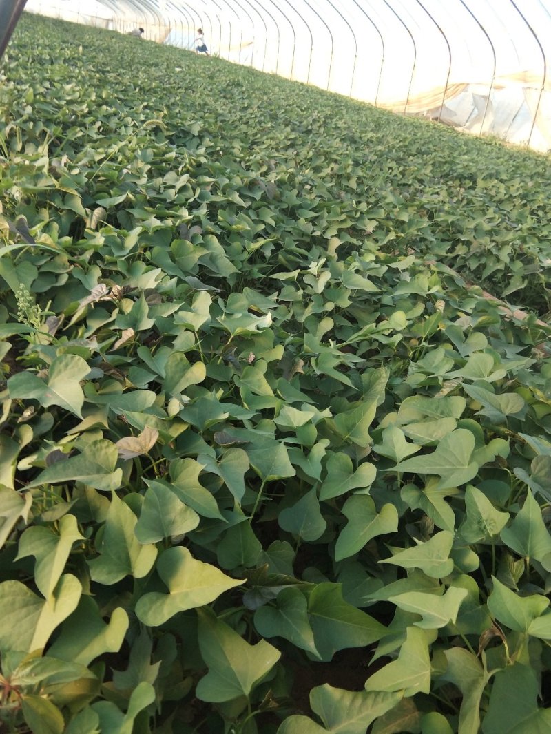 商薯19基地直采直发