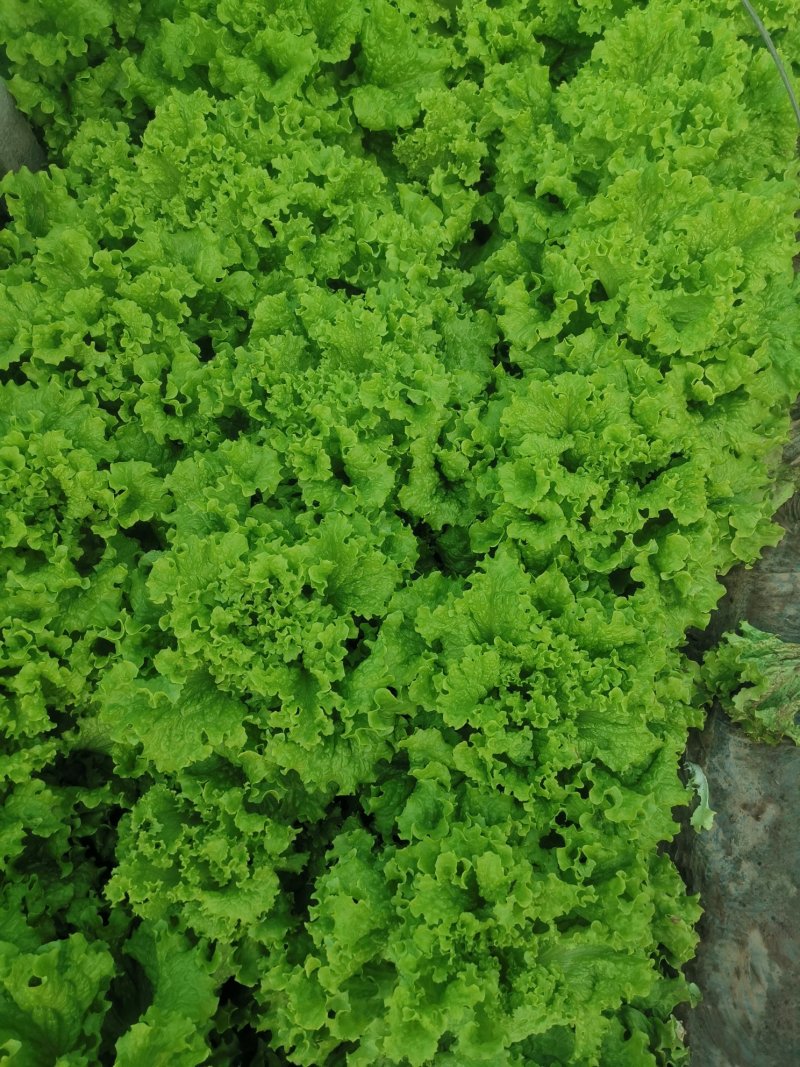 精品生菜基地大量上市中