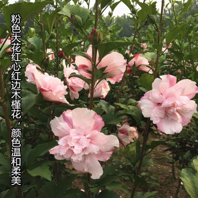 木槿树苗木槿花苗重瓣木槿当年开花绿化庭院植物篱笆墙