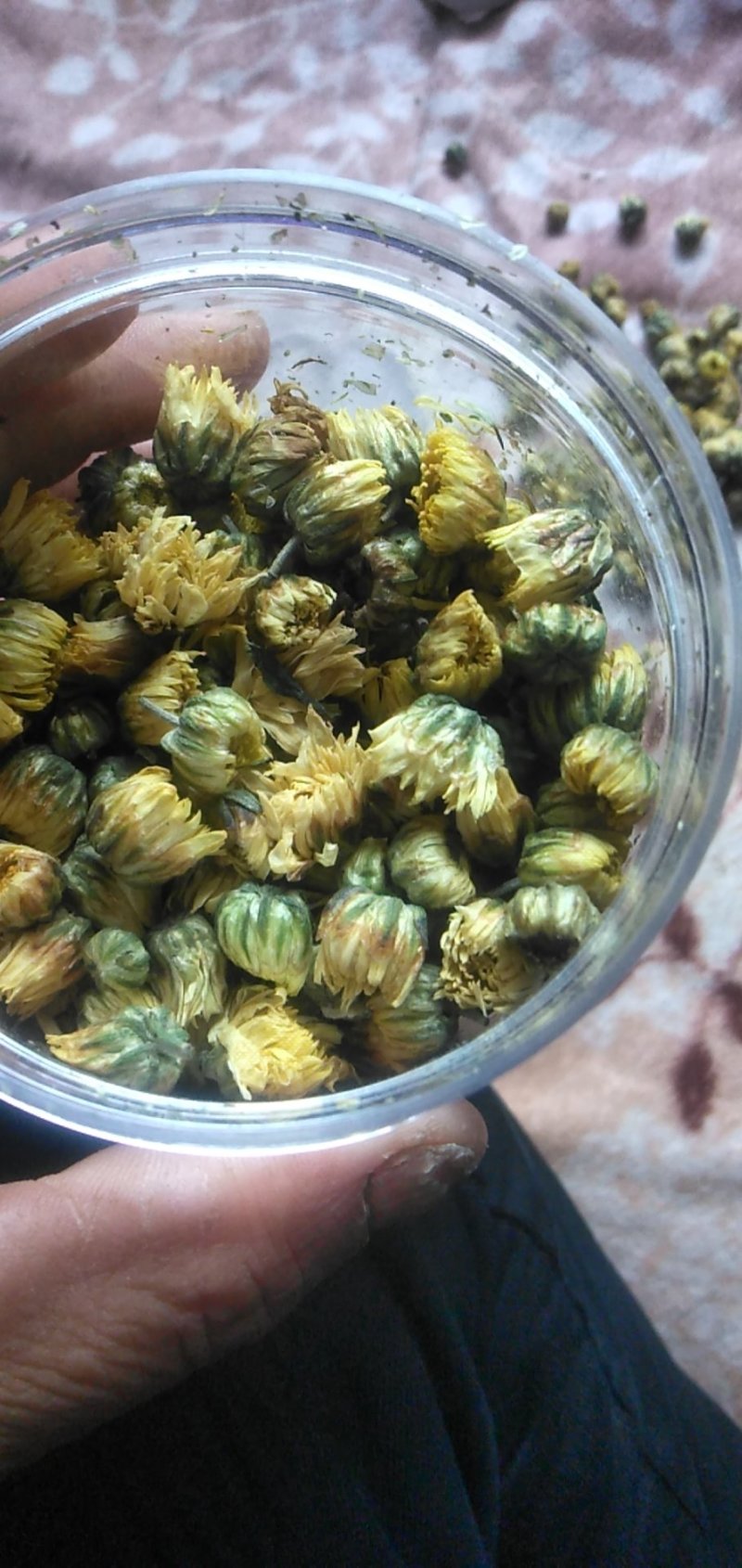 药用菊花