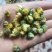 药用菊花