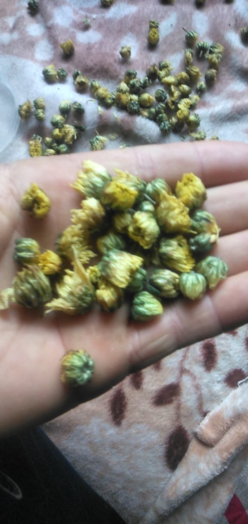 药用菊花
