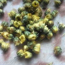 药用菊花