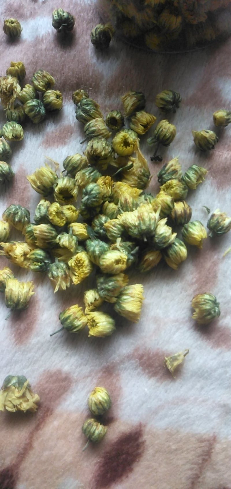 药用菊花