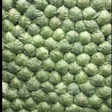 甘蓝