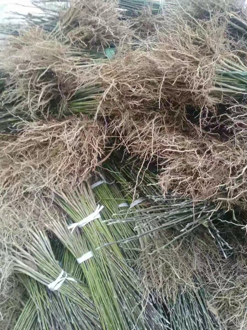 辛夷苗