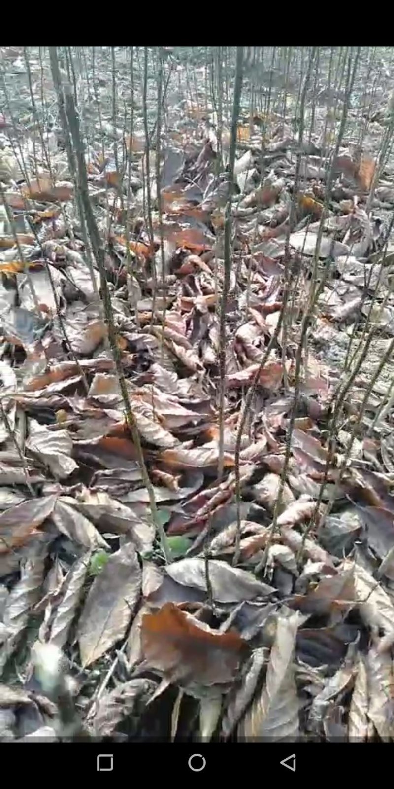 辛夷苗