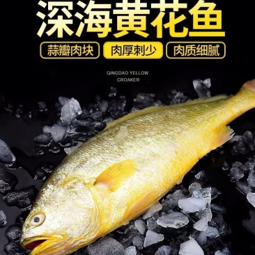 【有好货】大黄花鱼保证质量肉质鲜美