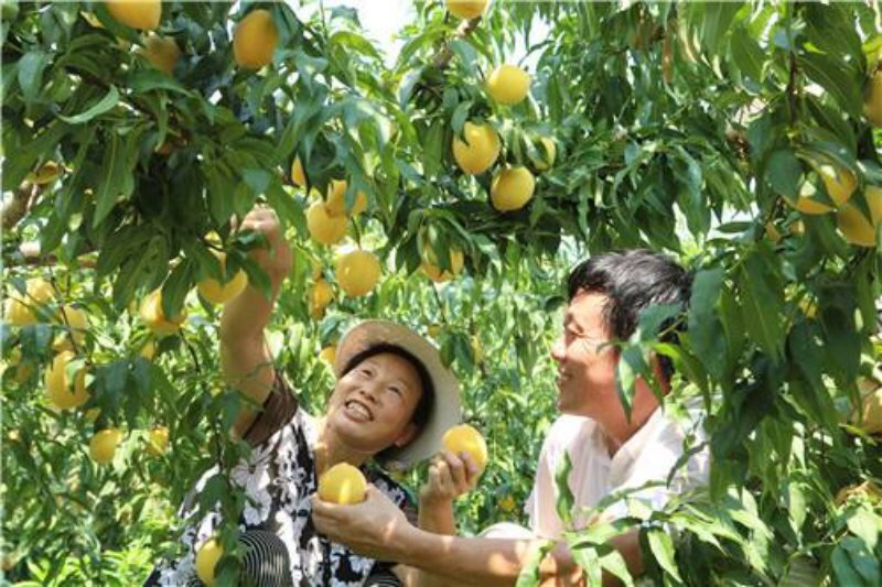 嫁接黄桃树苗二年双色黄桃苗·忙果味