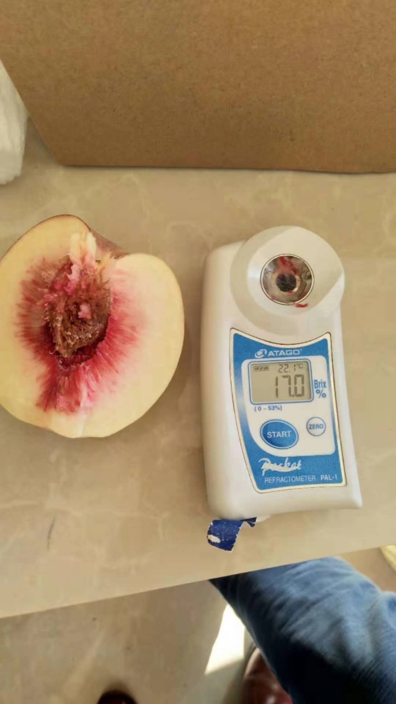 嫁接黄桃树苗二年双色黄桃苗·忙果味