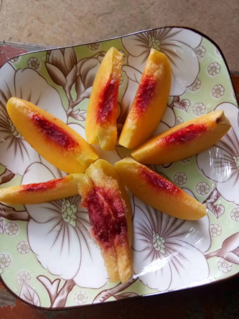 嫁接黄桃树苗二年双色黄桃苗·忙果味